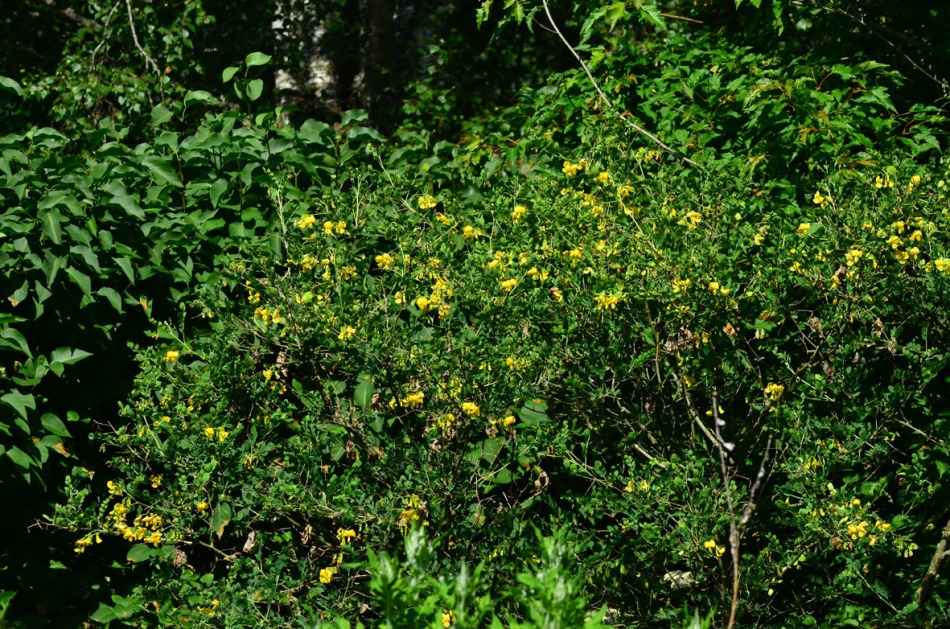 The Bladder Senna is in full bloom now (Colutea arborescens).